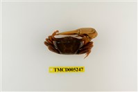 藏品(弧邊管招潮蟹)的圖片